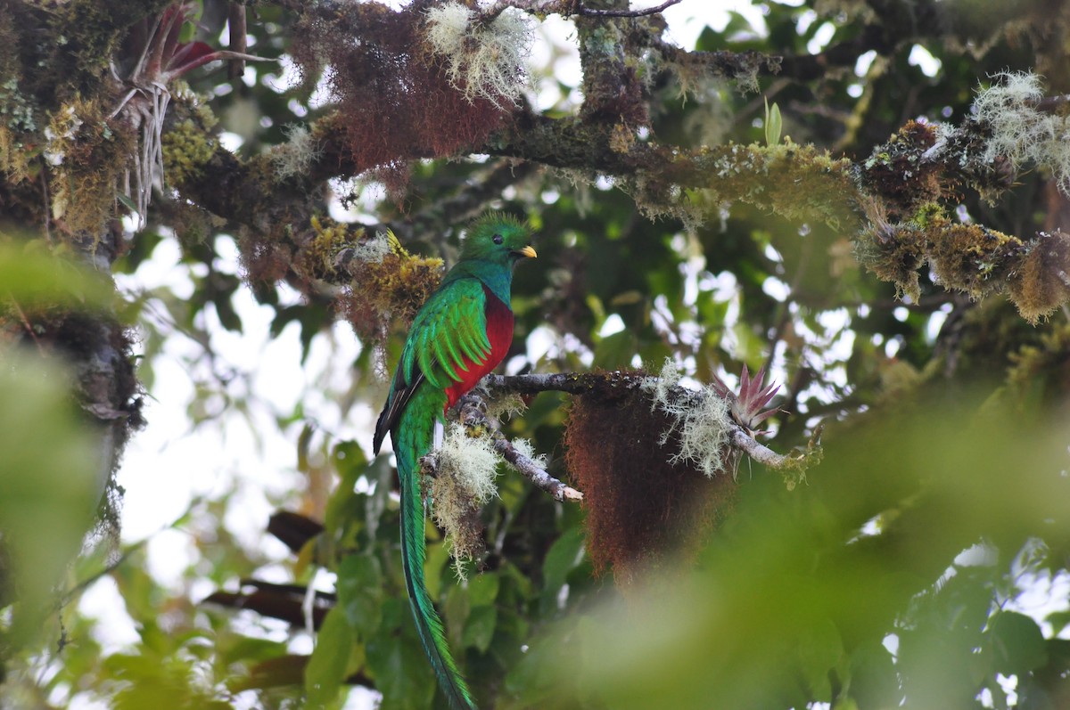 Quetzal Guatemalteco - ML306025151