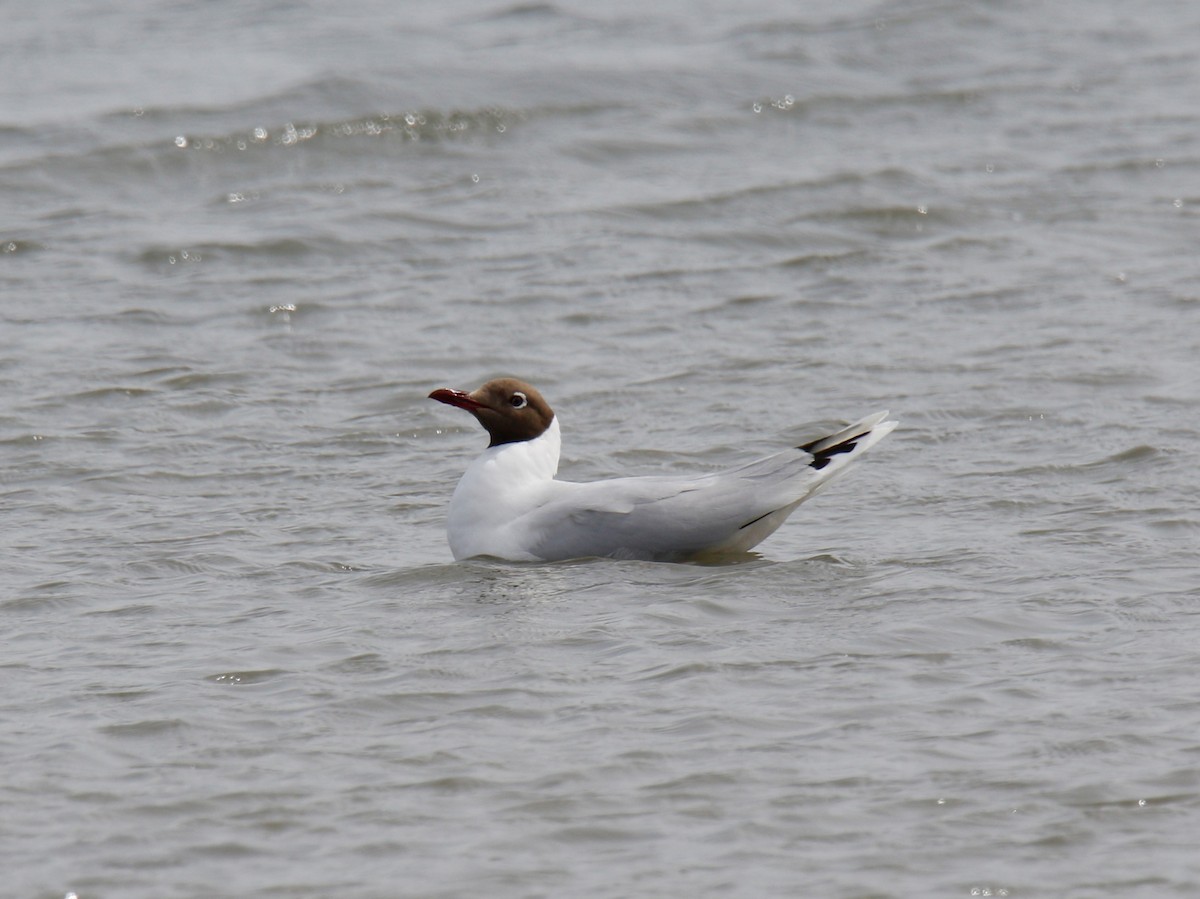 Mouette de Patagonie - ML306025381