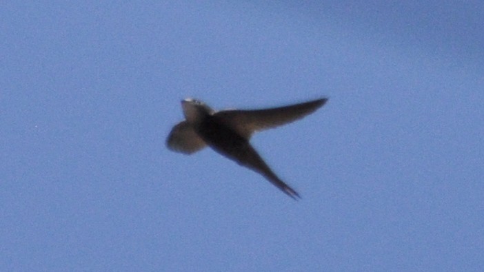 Pallid Swift - ML30602681