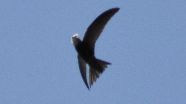 Pallid Swift - ML30602711