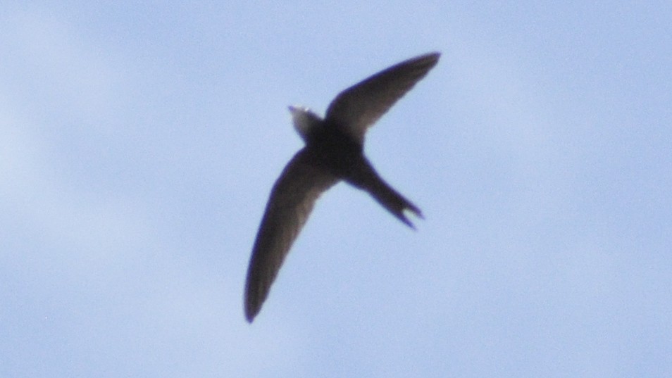 Pallid Swift - ML30602721