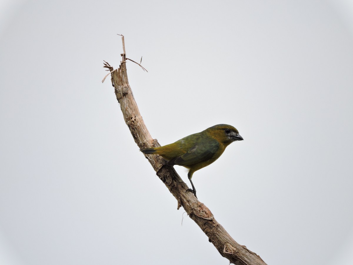 Golden-bellied Euphonia - ML30602801