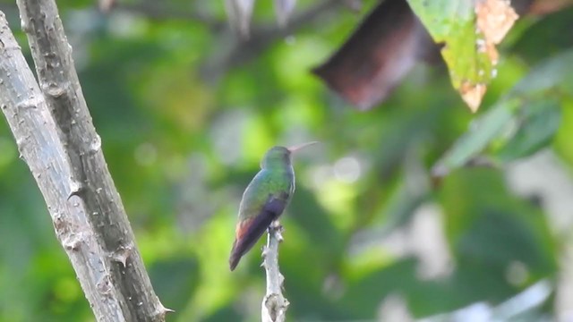 Rufous-tailed Hummingbird - ML306028141