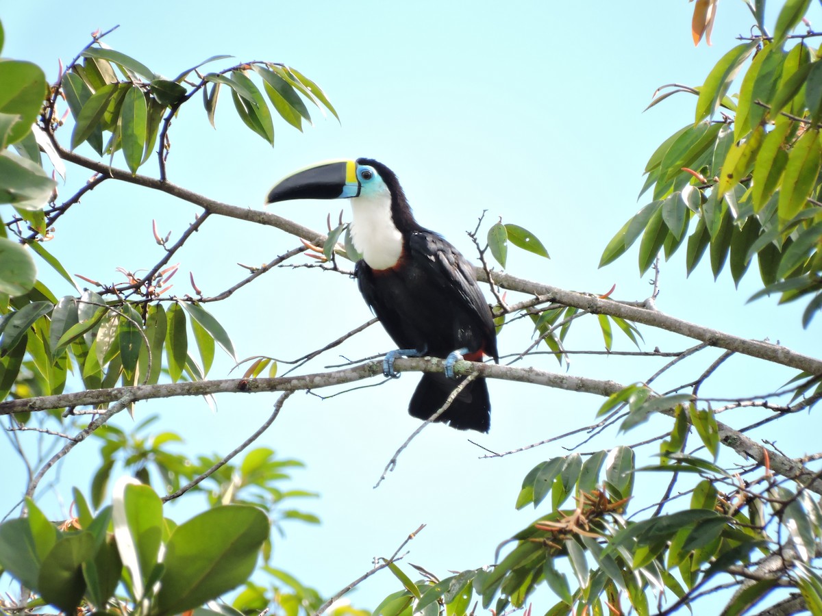 Toucan à bec rouge - ML30602891