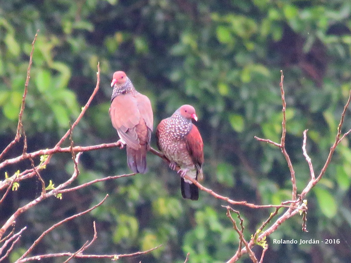 Scaled Pigeon - ML30602901