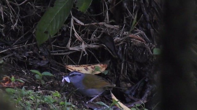 Black-striped Sparrow - ML306029011