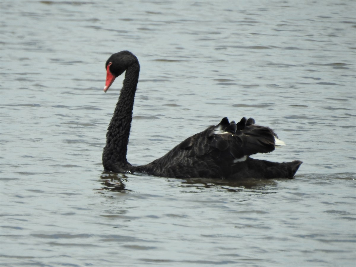 Black Swan - ML306029271