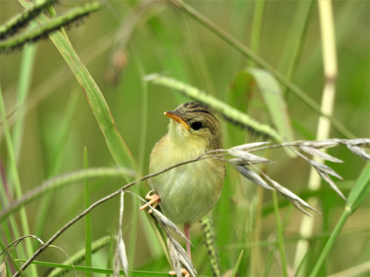 Golden-headed Cisticola - ML306029311