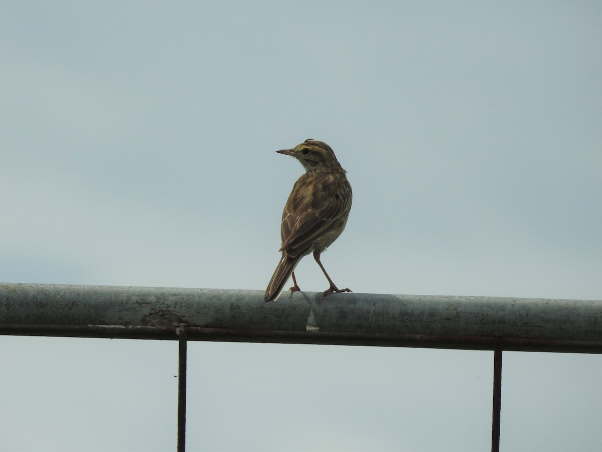 Australian Pipit - ML306029531