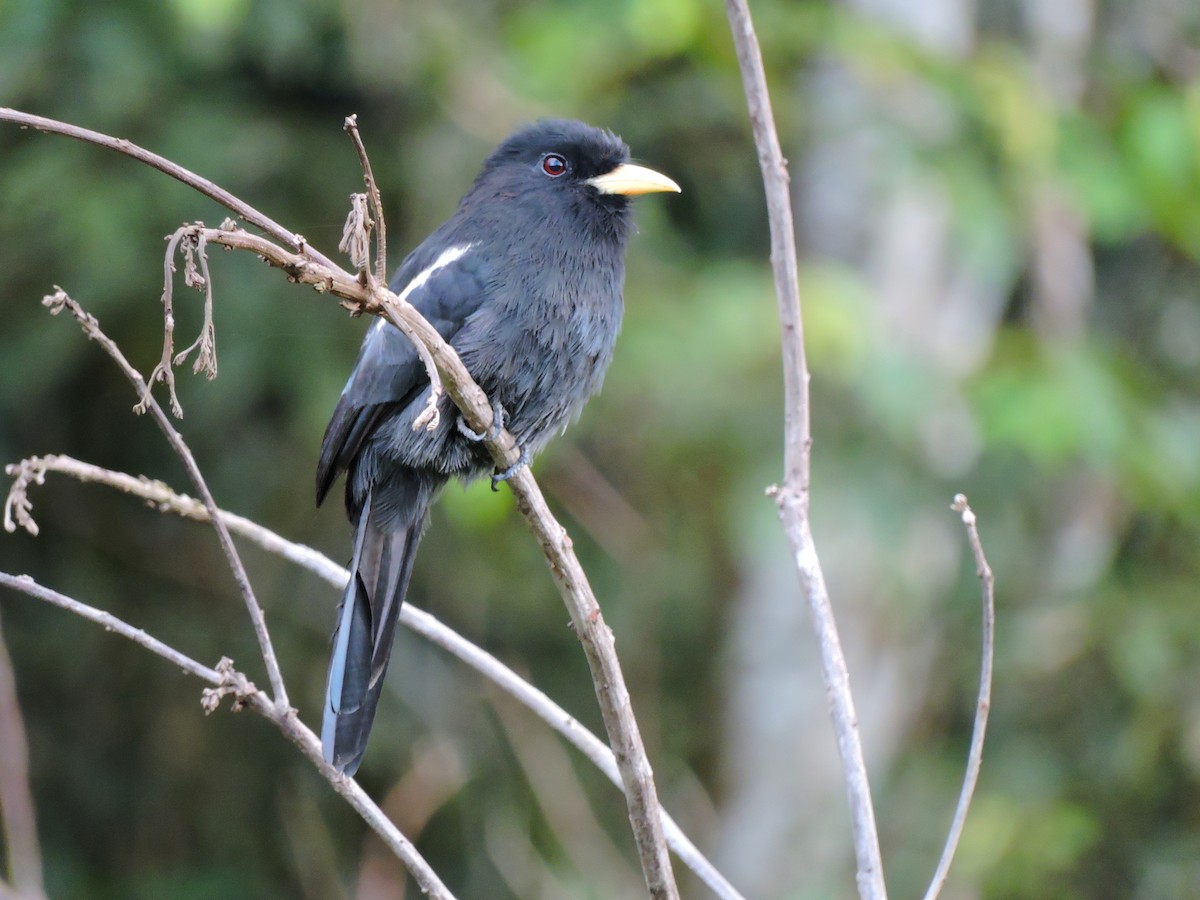 Yellow-billed Nunbird - ML30603201