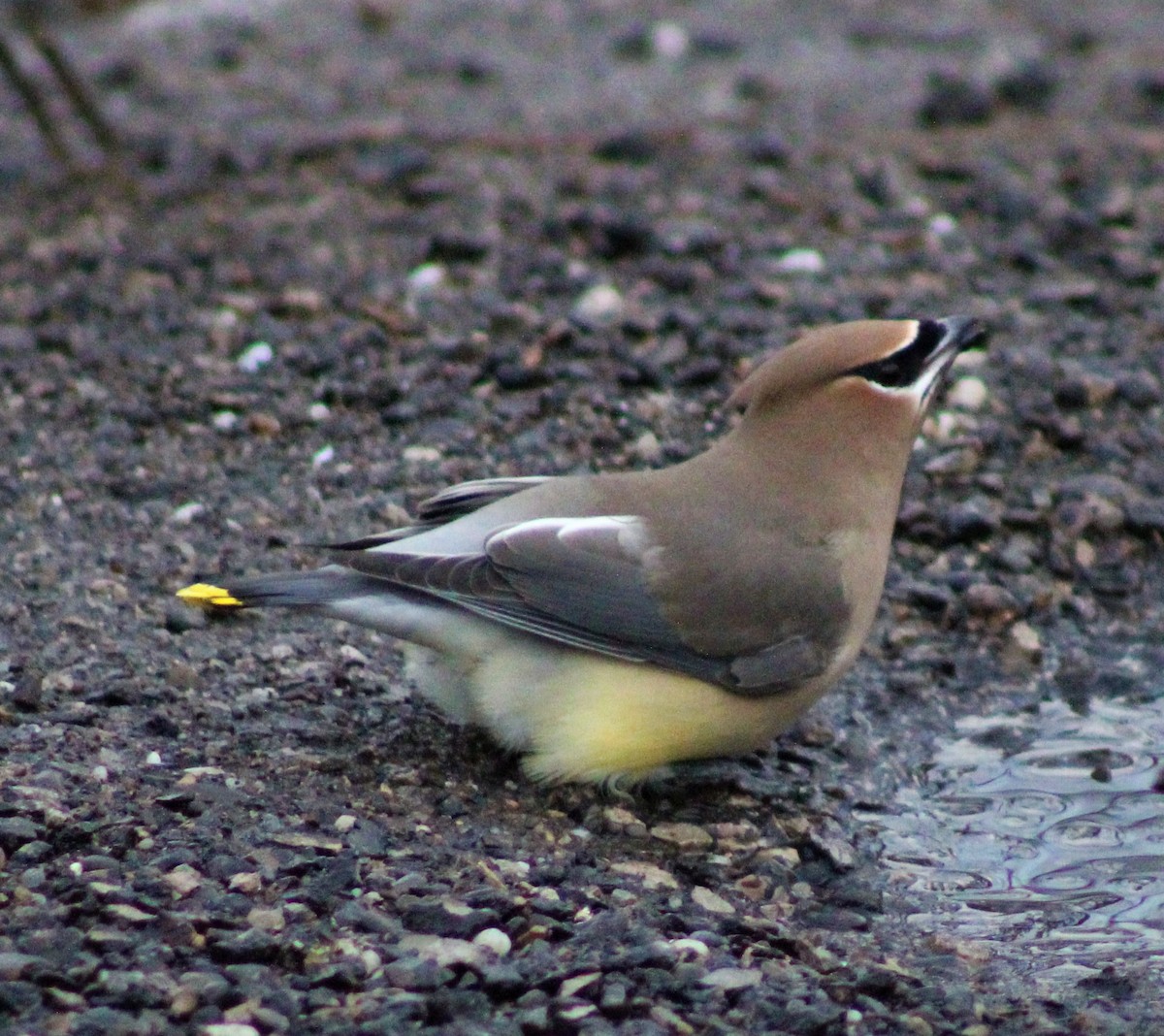 Cedar Waxwing - ML306032361