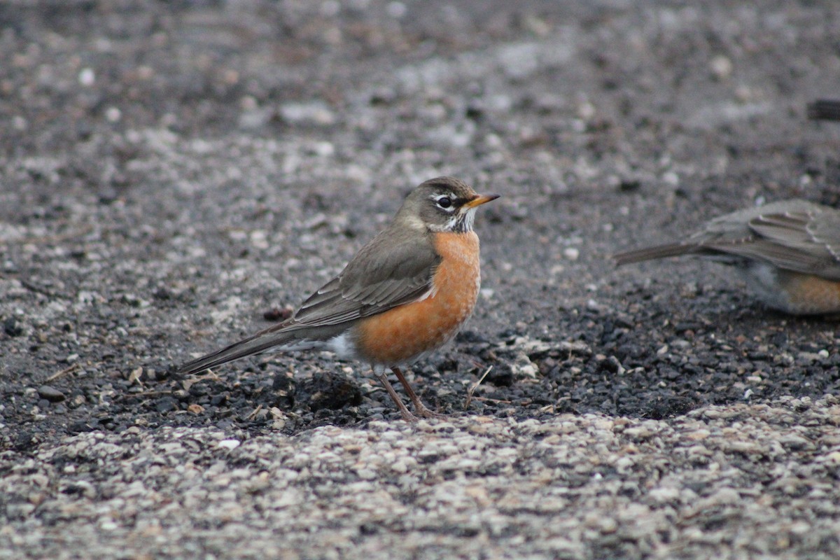 American Robin - ML306032501