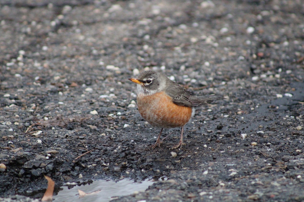 American Robin - ML306032631