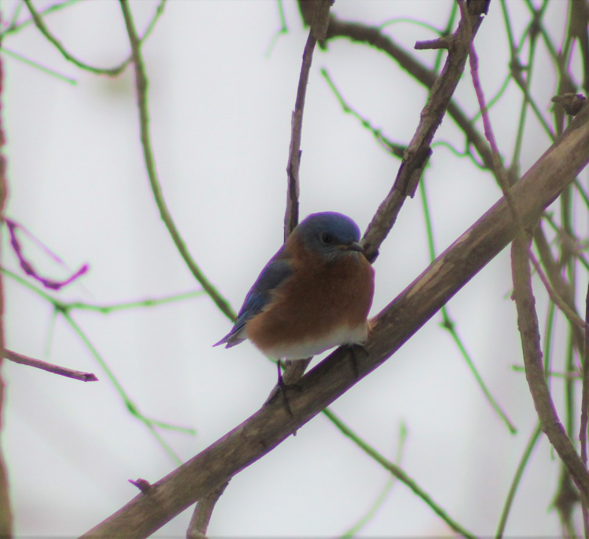 Eastern Bluebird - ML306033021