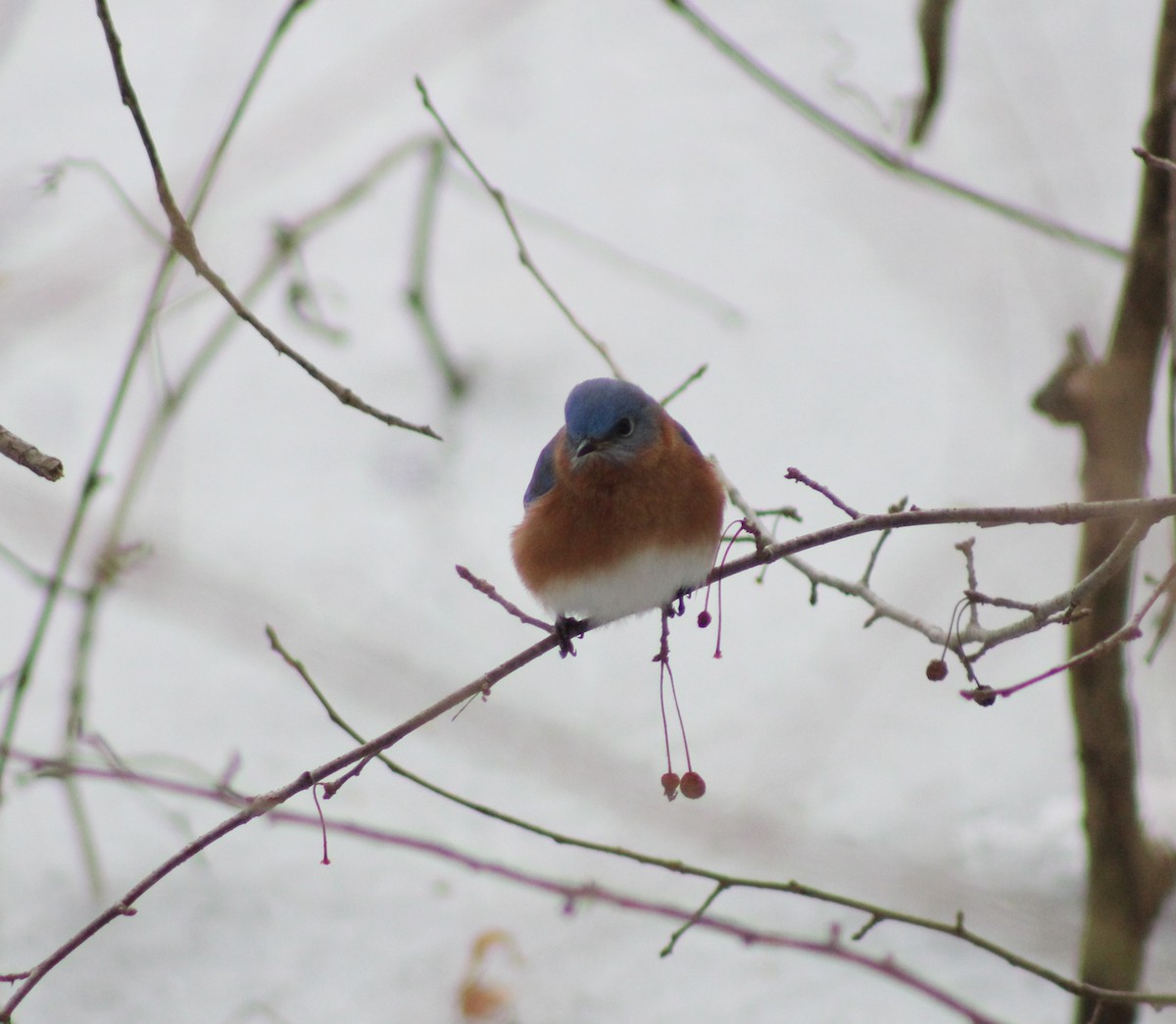 Eastern Bluebird - ML306033151