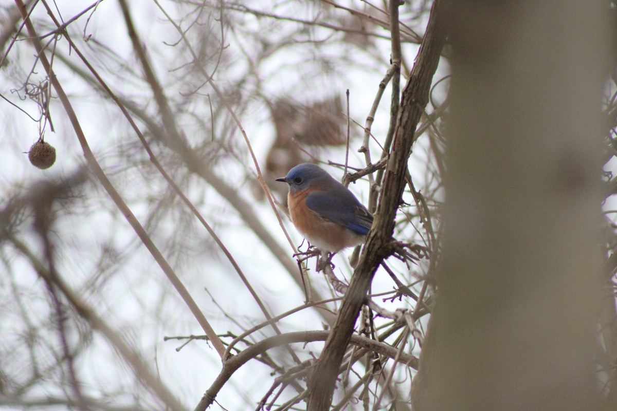 Eastern Bluebird - ML306033321