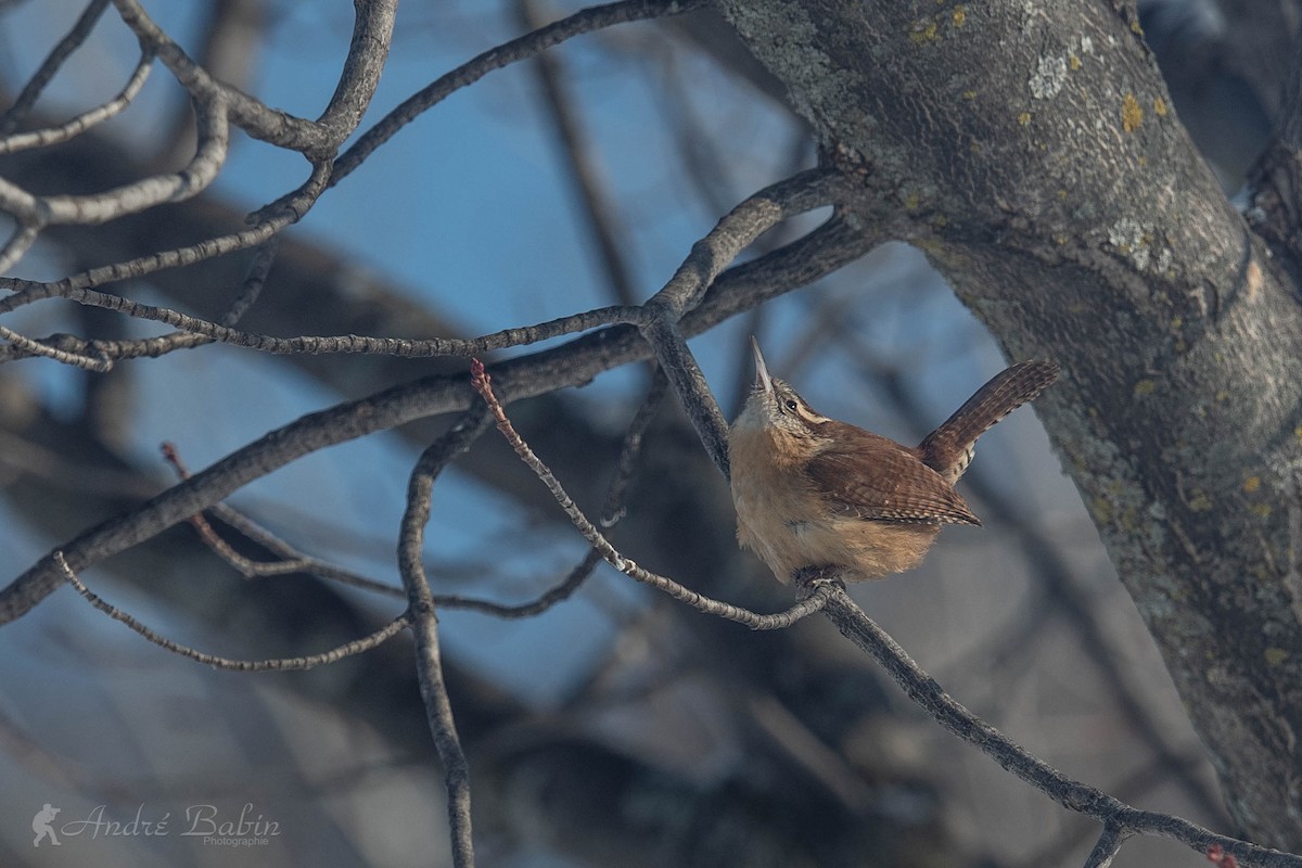Carolina Wren - ML306033411