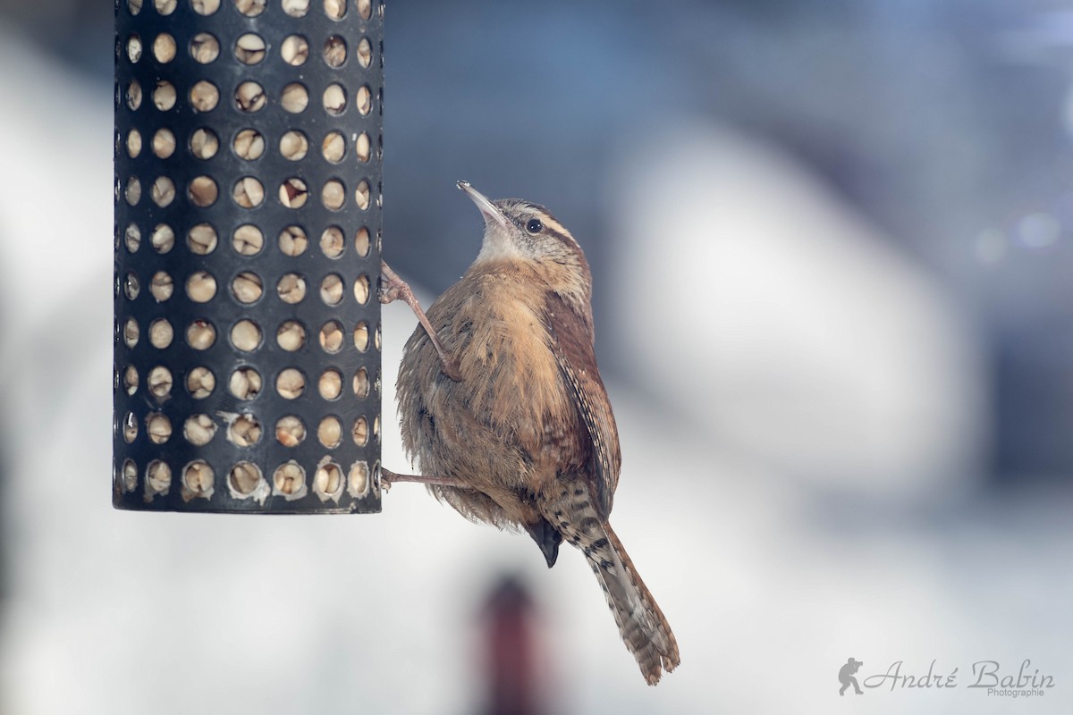 Carolina Wren - ML306033421