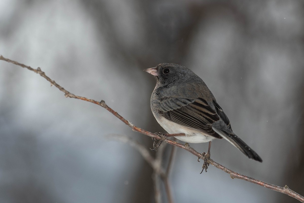 Dark-eyed Junco - ML306033461