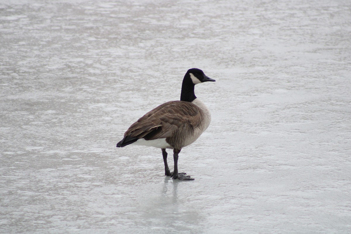 Canada Goose - ML306033601