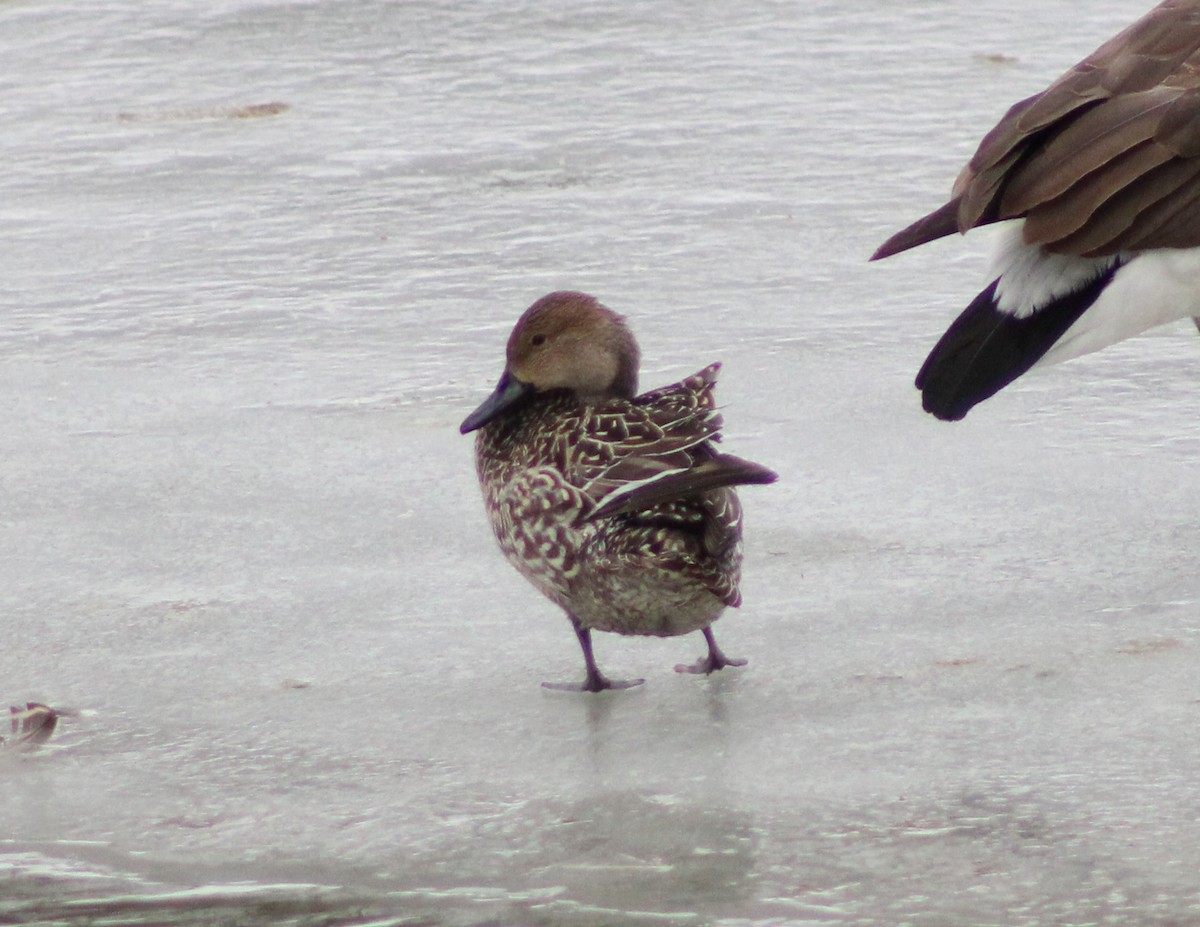 Northern Pintail - ML306033681