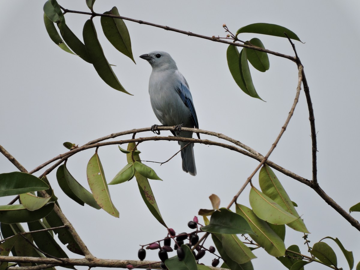 Blue-gray Tanager - ML30603391