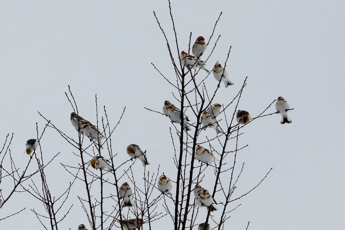 Snow Bunting - ML306034211