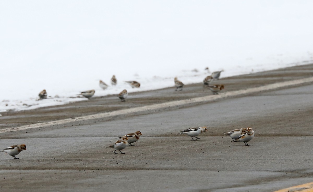 Snow Bunting - ML306034221