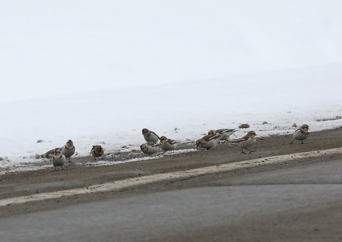 Snow Bunting - ML306034231