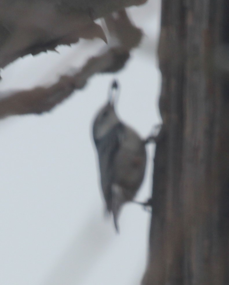 White-breasted Nuthatch - ML306035111