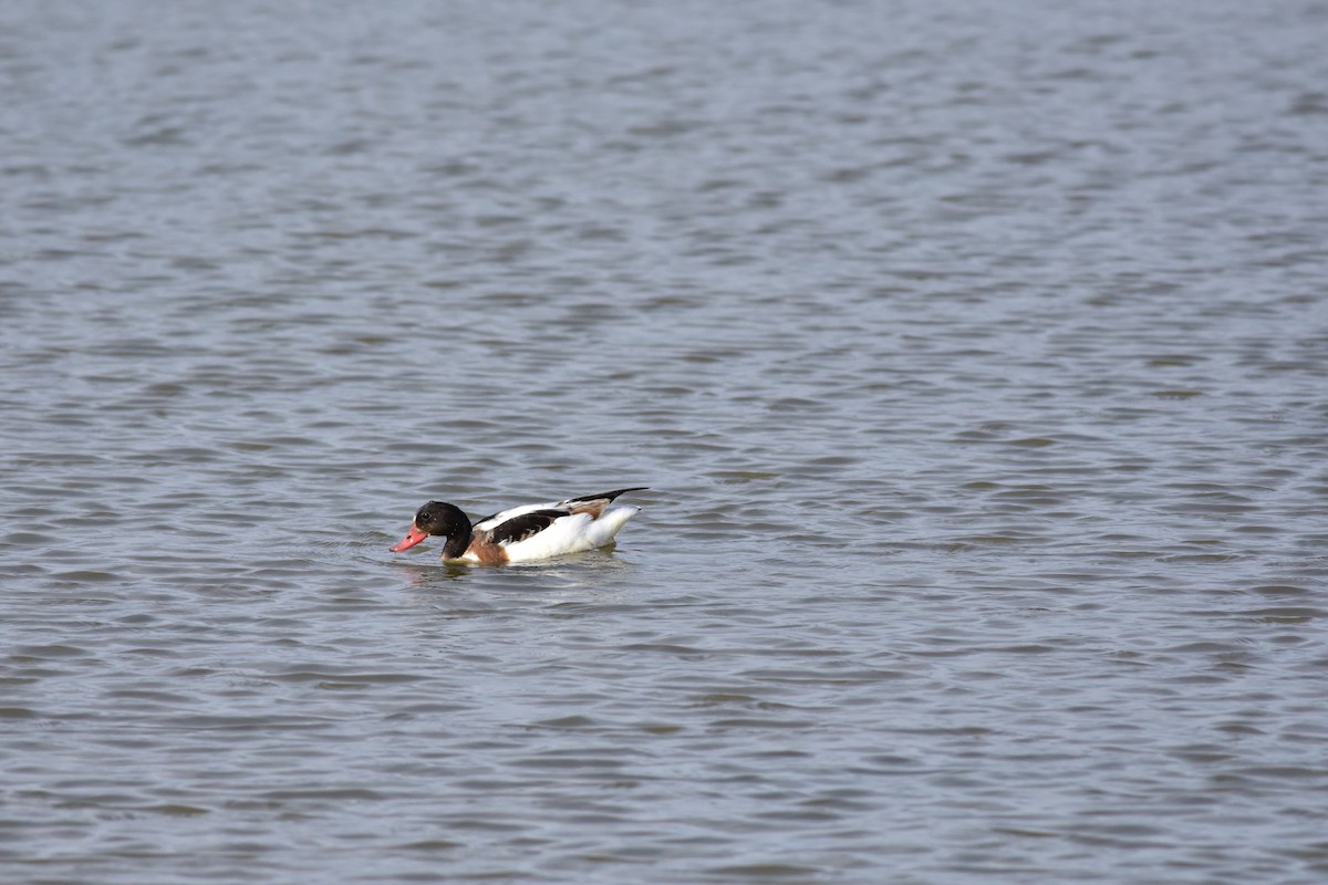 Common Shelduck - ML306036471