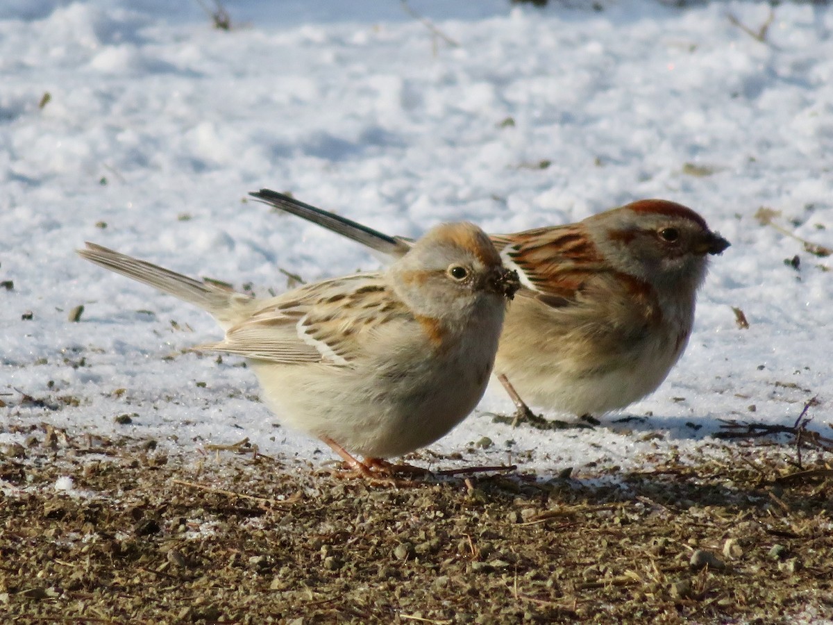 American Tree Sparrow - karl  schmidt