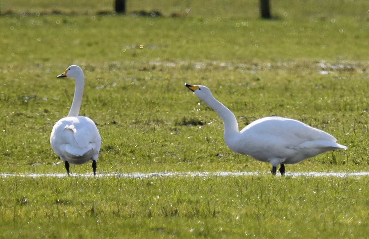 Whooper Swan - A Emmerson