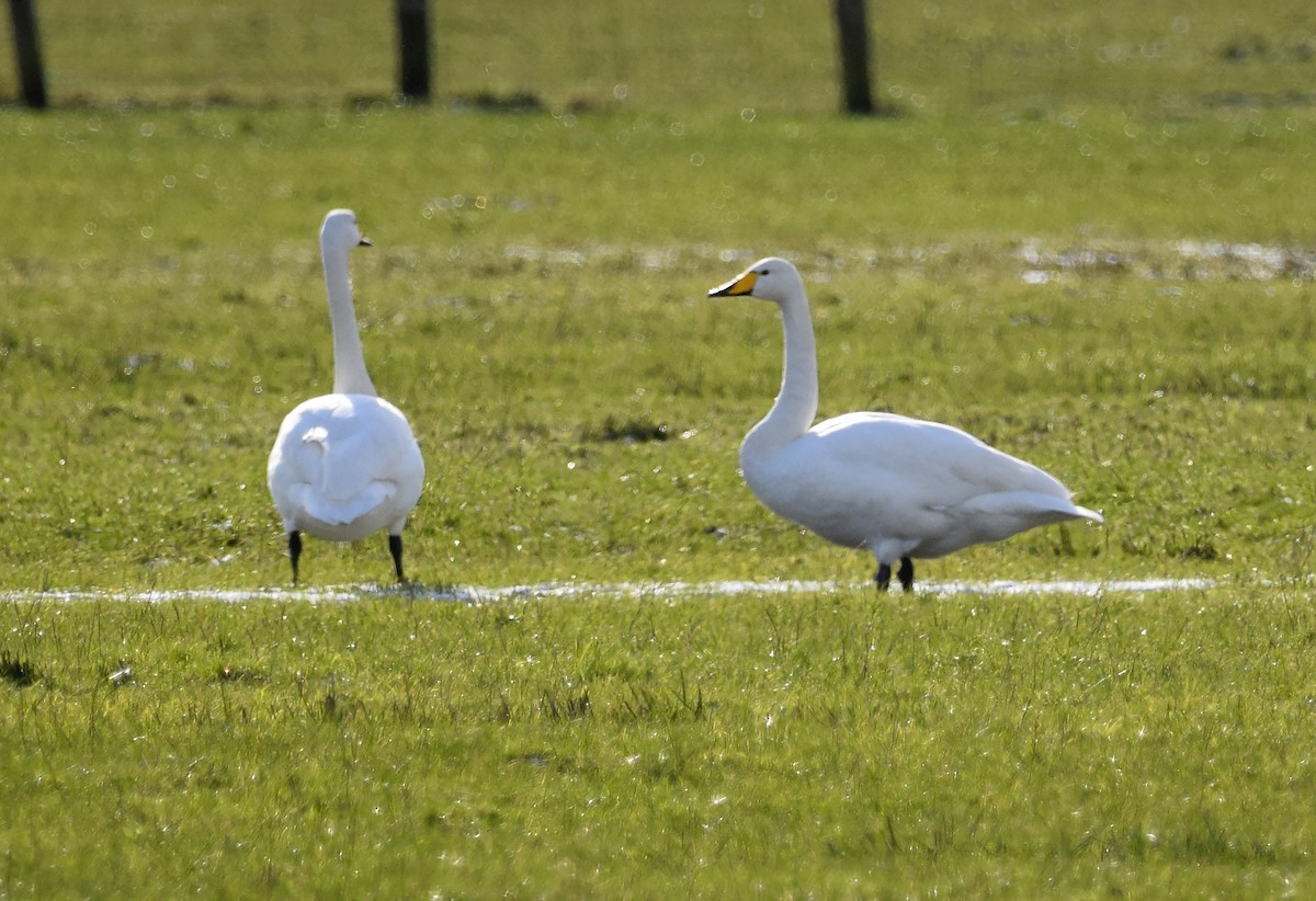 Whooper Swan - A Emmerson
