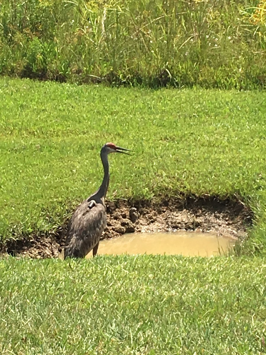 Sandhill Crane - ML30603721