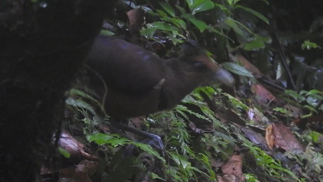 Rufous-vented Ground-Cuckoo - ML306038851