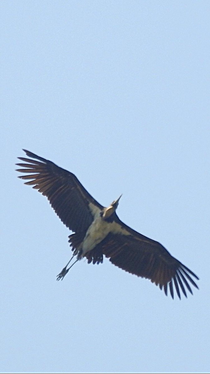 Lesser Adjutant - ML306039091