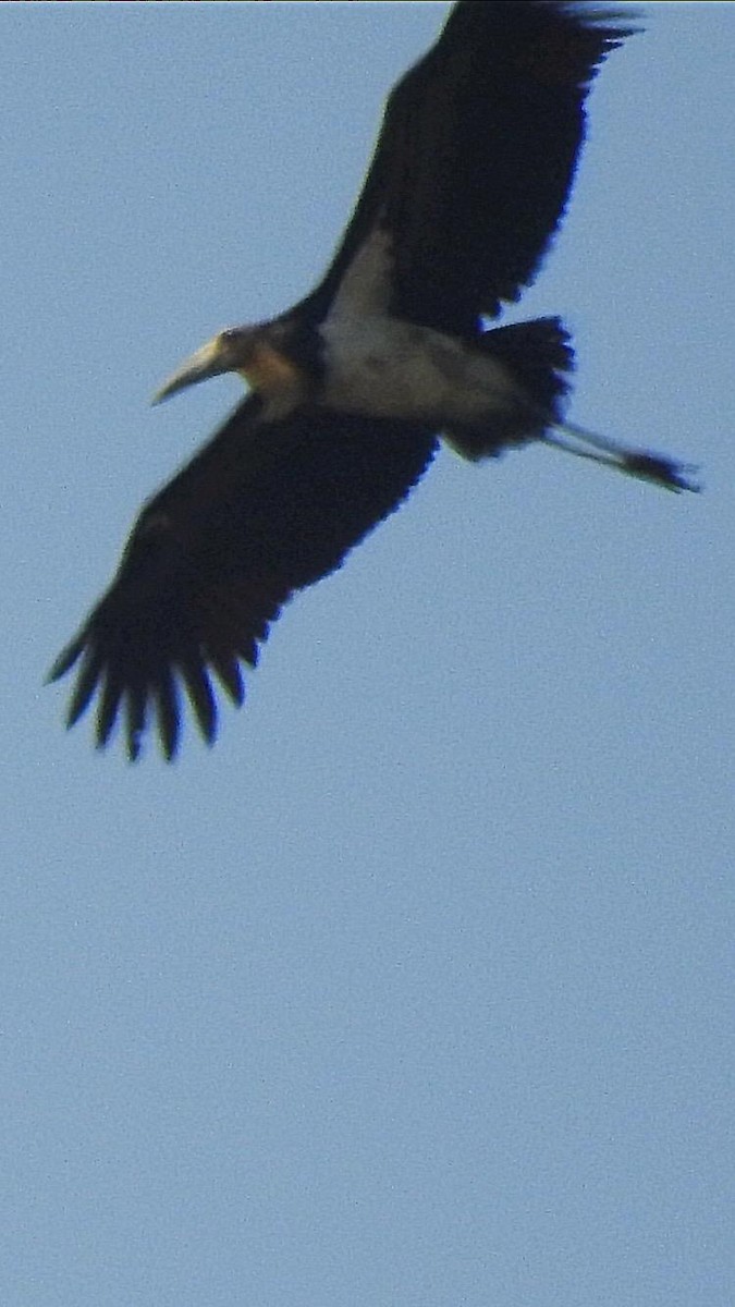 Lesser Adjutant - ML306039101