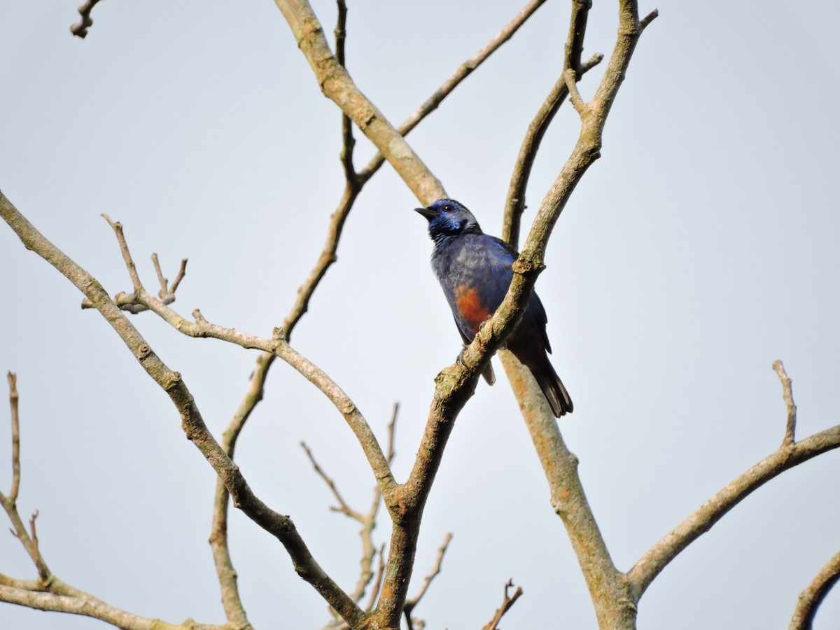 Opal-rumped Tanager - ML30603931