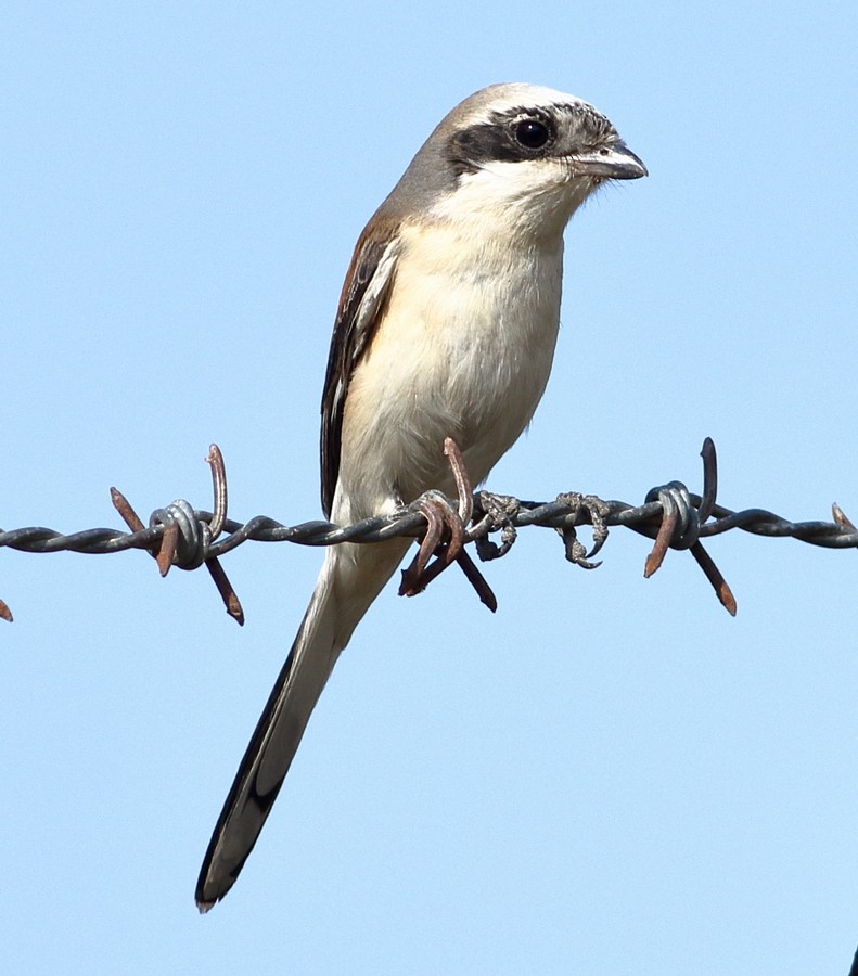 Bay-backed Shrike - ML306040461