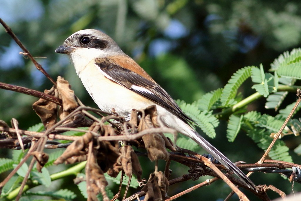 クロビタイセアカモズ - ML306040471