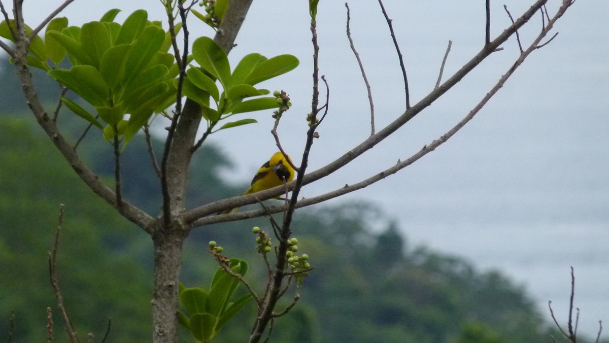 Yellow-tailed Oriole - ML306041441