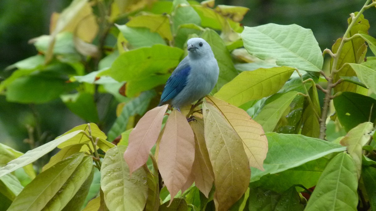 Blue-gray Tanager - ML306041491