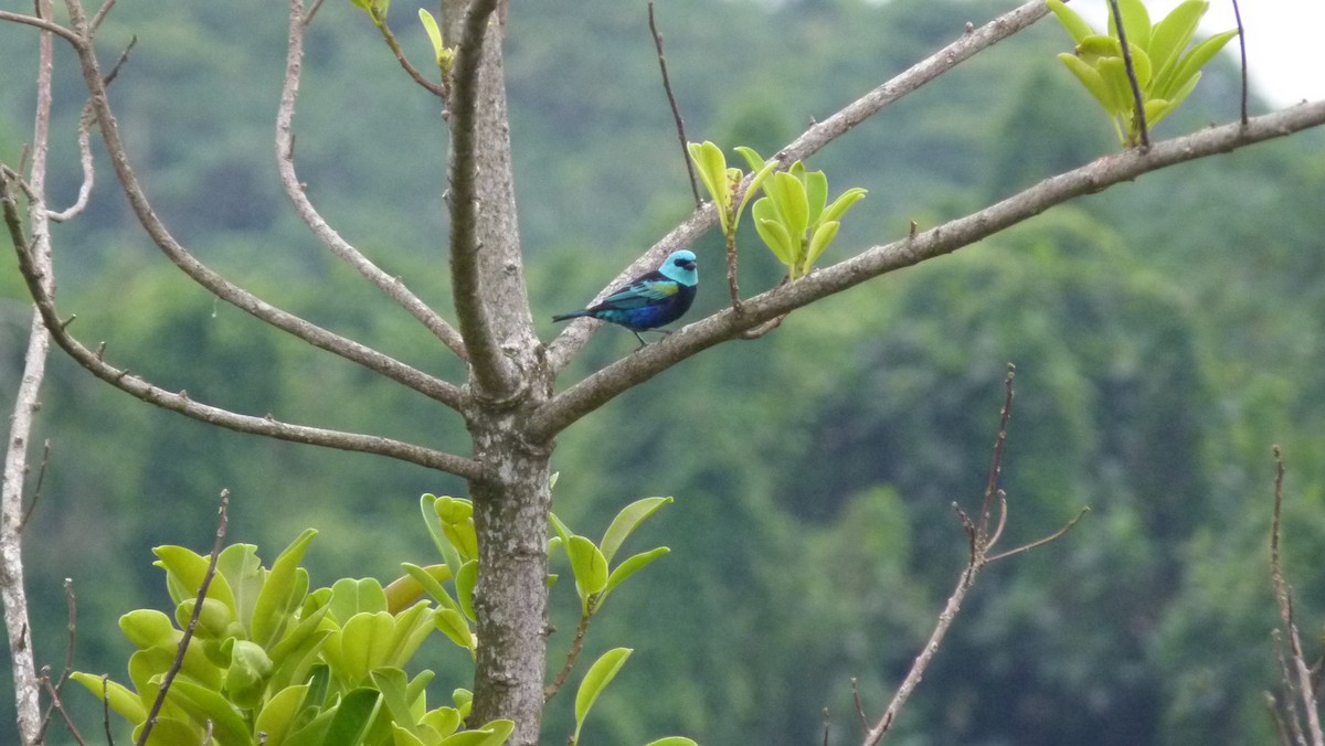 Blue-necked Tanager - ML306041671