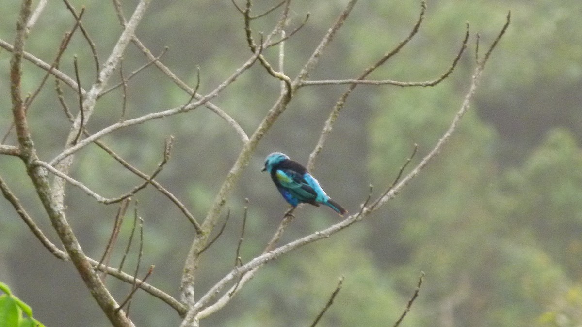 Blue-necked Tanager - ML306041701