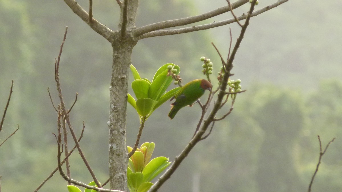 Bay-headed Tanager - ML306041771