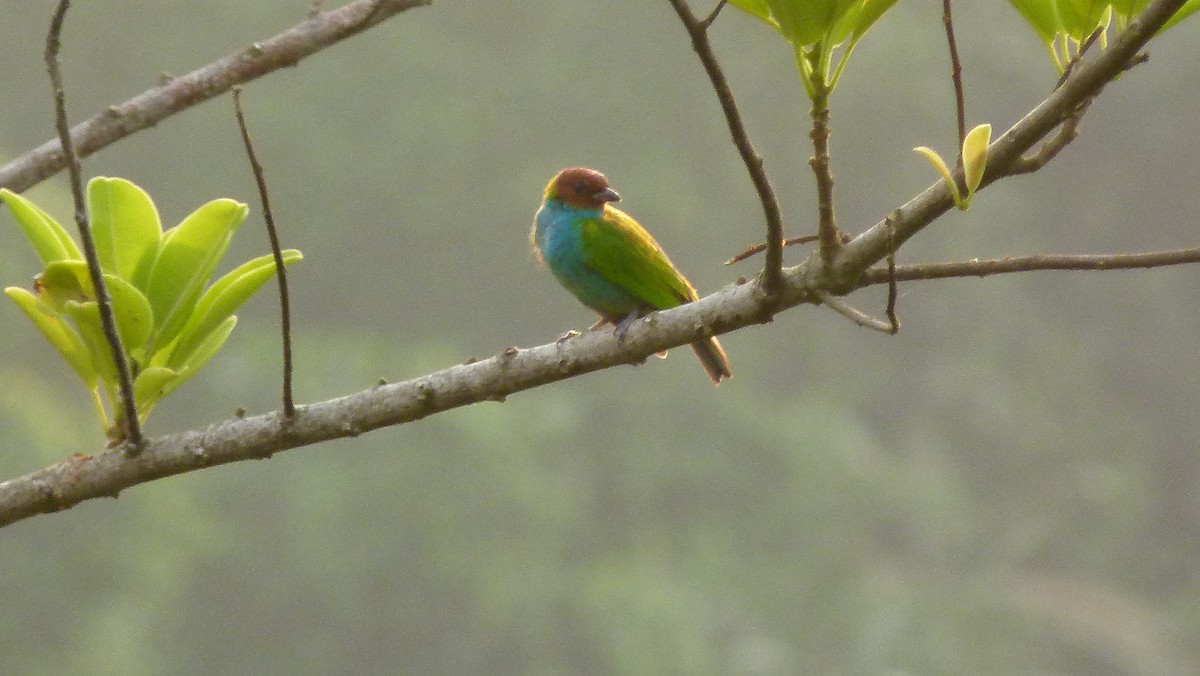 Bay-headed Tanager - ML306041851