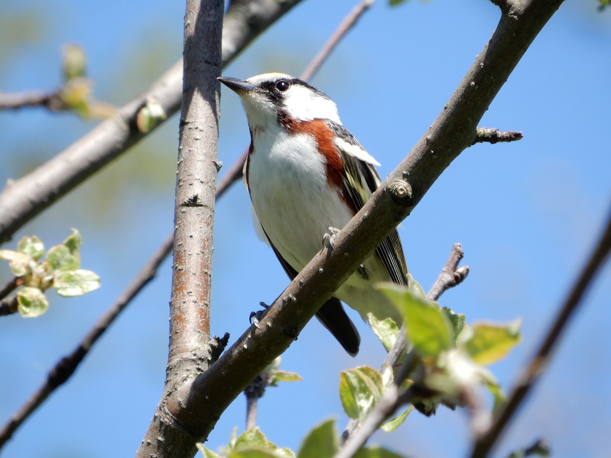 Gelbscheitel-Waldsänger - ML306042221