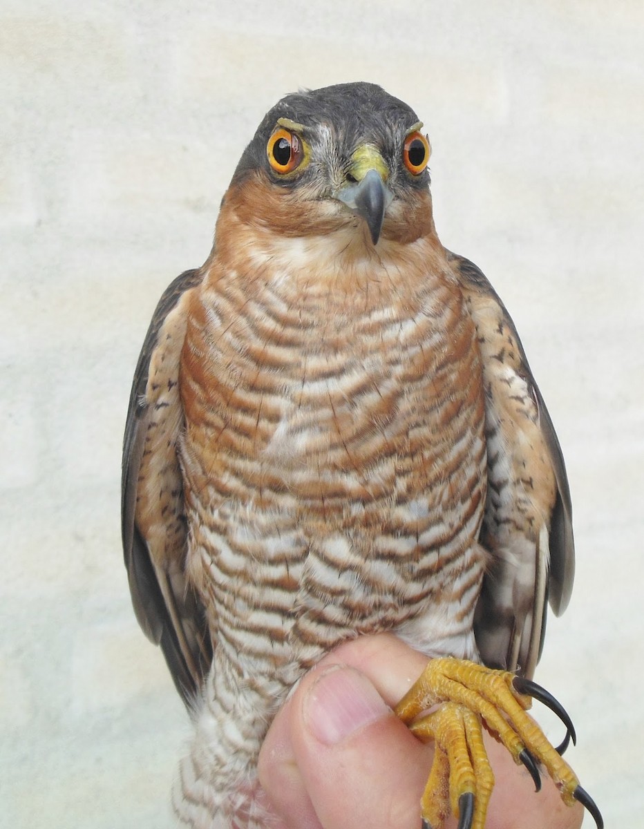 Eurasian Sparrowhawk - ML306042331