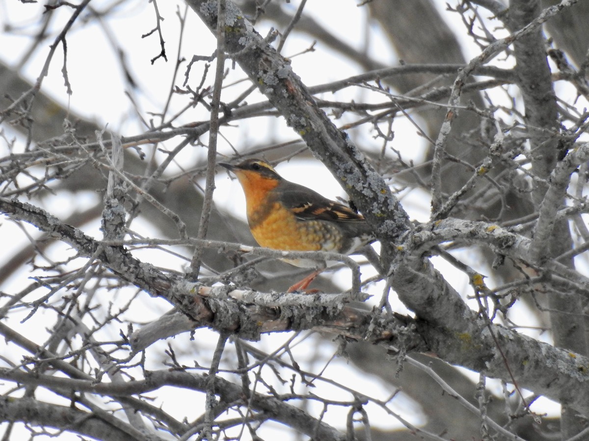 drozd pruhokřídlý - ML306042341